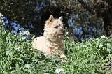 CAIRN TERRIER 085